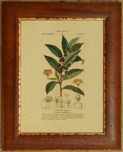 Картина Ботаника 2
