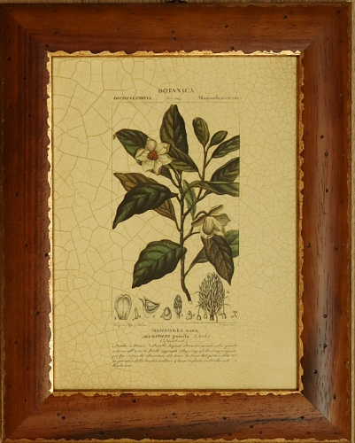 Картина Ботаника 3