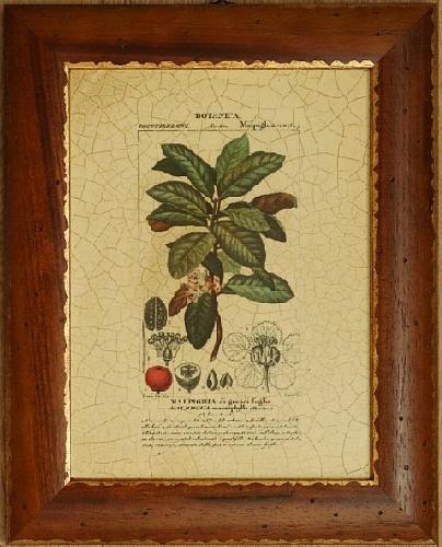 Картина Ботаника 4