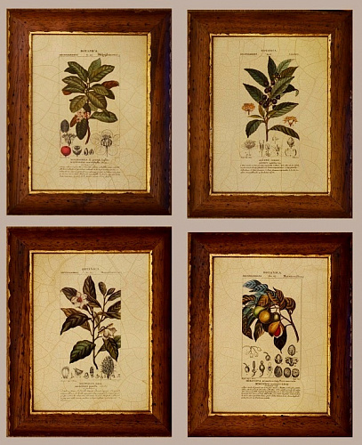 Комплект картин 5946 Ботаника Гербарий